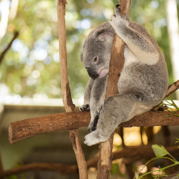 Ładny australijskiego Koala, odpoczynek w ciągu dnia. — Zdjęcie stockowe
