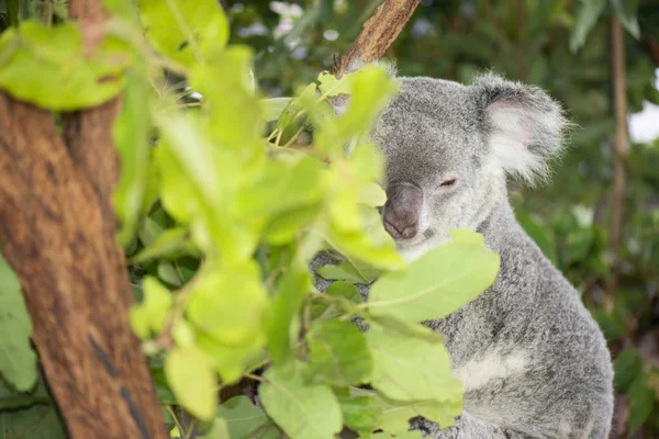 Lindo australiano Koala descansando durante el día . — Foto de Stock