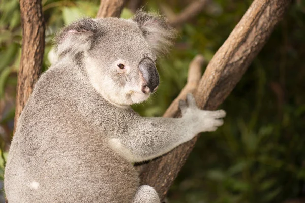 Koala australiano bonito descansando durante o dia . — Fotografia de Stock