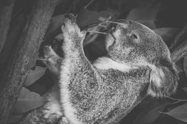 Carino australiano Koala riposo durante il giorno . — Foto Stock