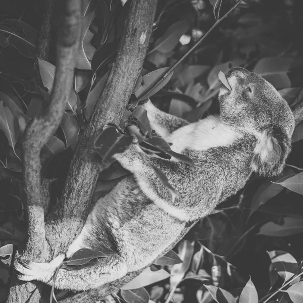 Roztomilá Koala australská odpočinek během dne. — Stock fotografie