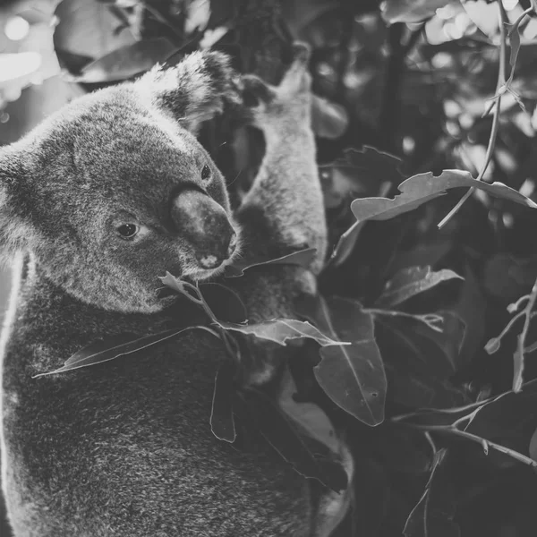 Aranyos ausztrál Koala pihen a nap folyamán. — Stock Fotó