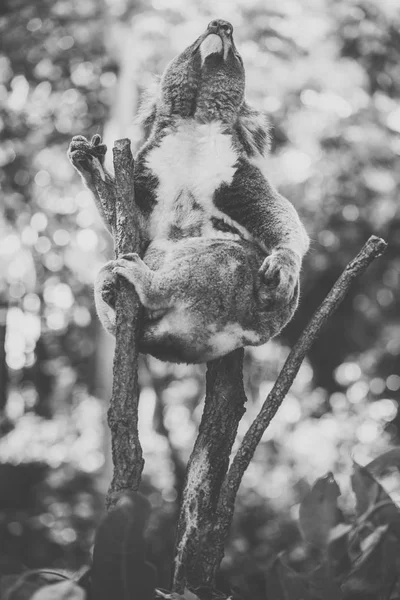 Roztomilá Koala australská odpočinek během dne. — Stock fotografie