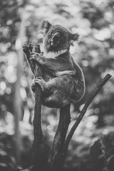 Mignon australien Koala repos pendant la journée . — Photo