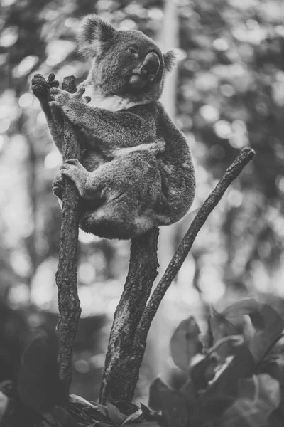 Roztomilá Koala australská odpočinek během dne. — Stock fotografie