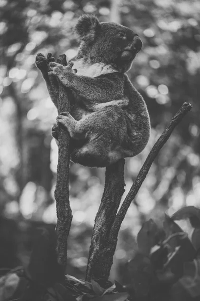 Roztomilá Koala australská odpočinek během dne. — Stock fotografie