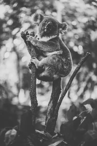 Koala australiano bonito descansando durante o dia . — Fotografia de Stock