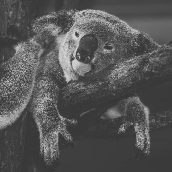 Şirin Avustralya gün boyunca dinlenme Koala. — Stok fotoğraf
