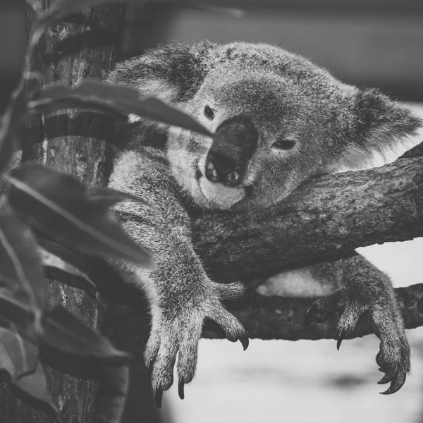 Şirin Avustralya gün boyunca dinlenme Koala. — Stok fotoğraf