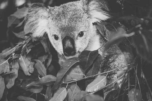 Aranyos ausztrál Koala pihen a nap folyamán. — Stock Fotó