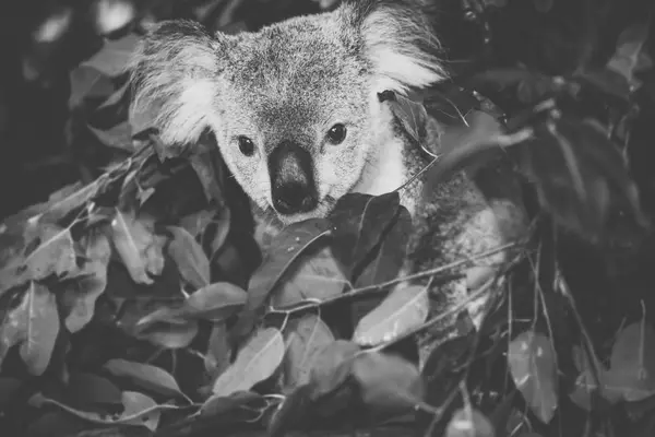 Aranyos ausztrál Koala pihen a nap folyamán. — Stock Fotó