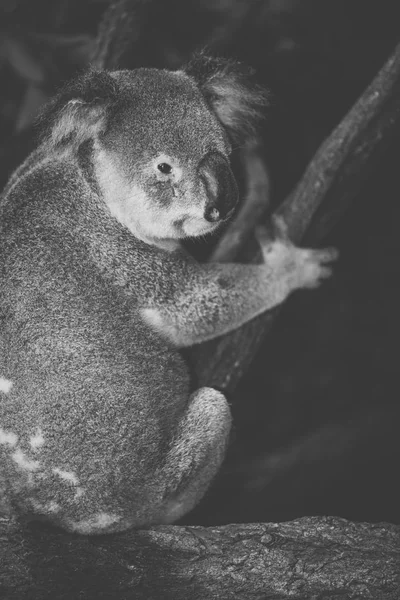 Leuke Australische Koala rusten tijdens de dag. — Stockfoto
