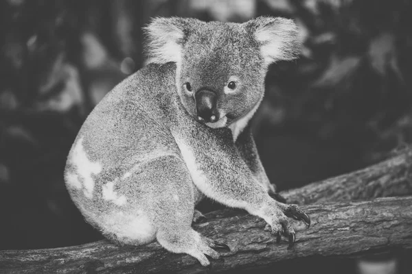 Leuke Australische Koala rusten tijdens de dag. — Stockfoto