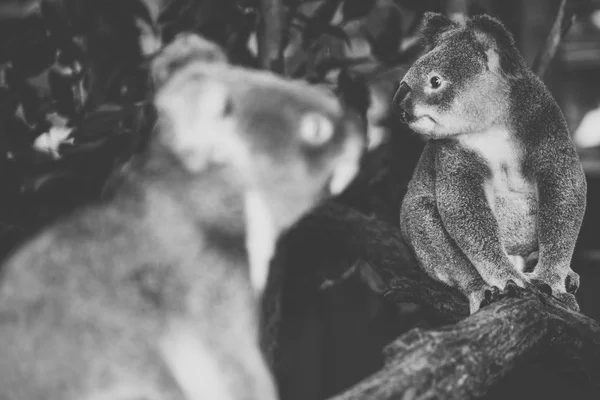 Mignon australien Koala repos pendant la journée . — Photo