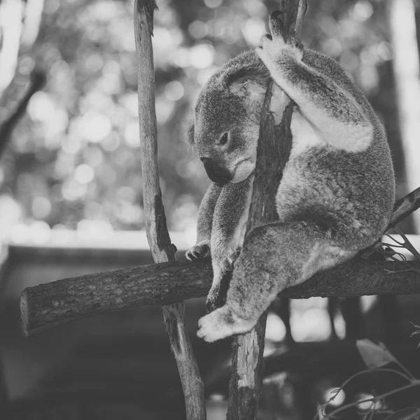 Roztomilá Koala australská odpočinek během dne. — Stock fotografie