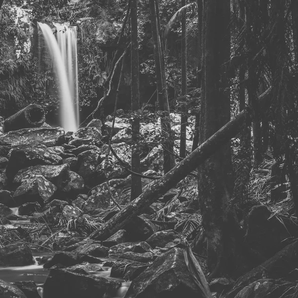 Curtis Falls in Mount Tamborine — Stock Photo, Image