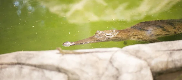 Freshwater crocodile — Stock Photo, Image