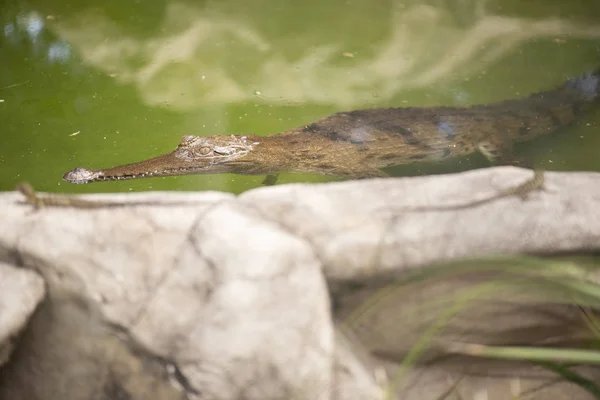 Freshwater crocodile — Stock Photo, Image