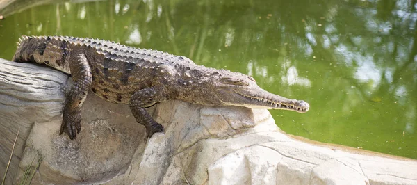 Freshwater crocodile — Stock Photo, Image