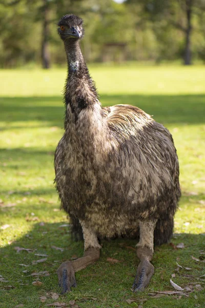 Emu przez siebie na zewnątrz w ciągu dnia. — Zdjęcie stockowe