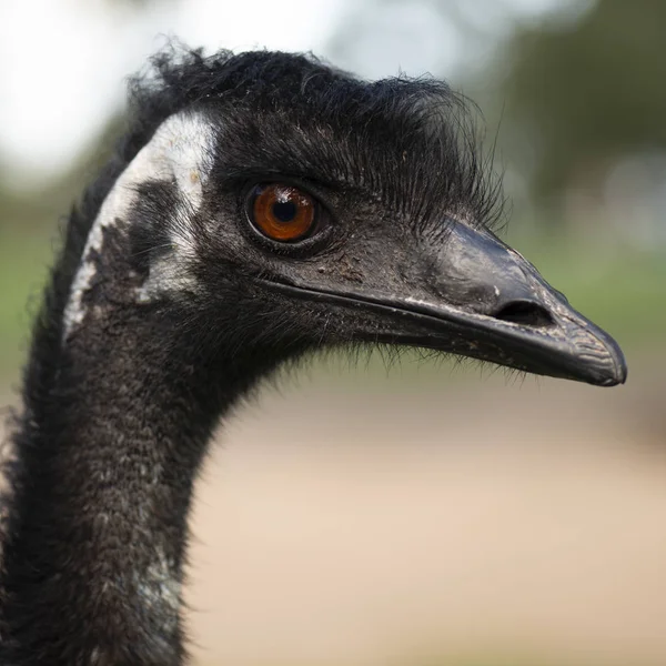 Emu by itself outdoors during the daytime. — Stock Photo, Image