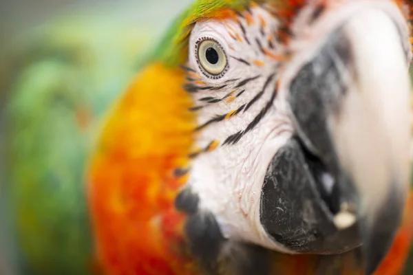 Κοντινό πλάνο των πτηνών macaw. — Φωτογραφία Αρχείου