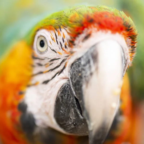 Close up of the macaw bird. — Stock Photo, Image