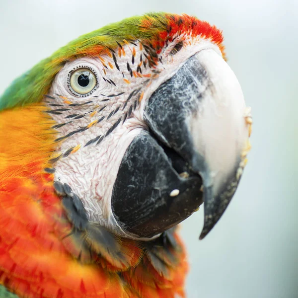 コンゴウインコ鳥のクローズ アップ. — ストック写真