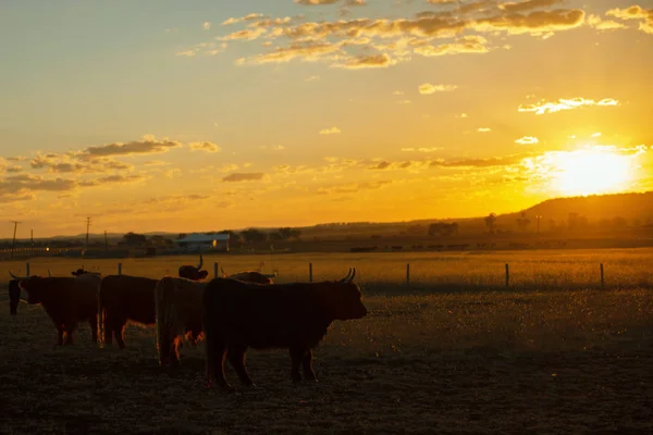 Highland tehenek a gazdaságban — Stock Fotó