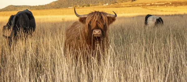 Vacas montañosas en la granja —  Fotos de Stock