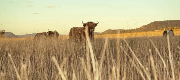Нагірні корови на фермі — стокове фото
