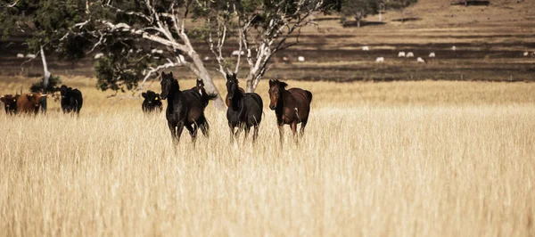 Австралийские лошади в загоне — стоковое фото