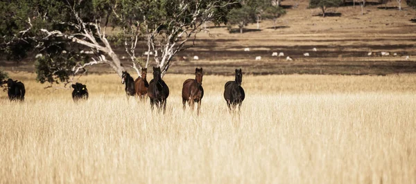 Caballos australianos en el paddock —  Fotos de Stock