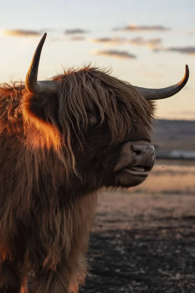 Highland cow on the farm — Stock Photo, Image