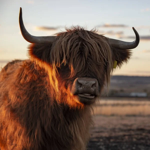 Vache des Highlands à la ferme — Photo