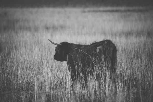 Highland tehén a gazdaságban — Stock Fotó