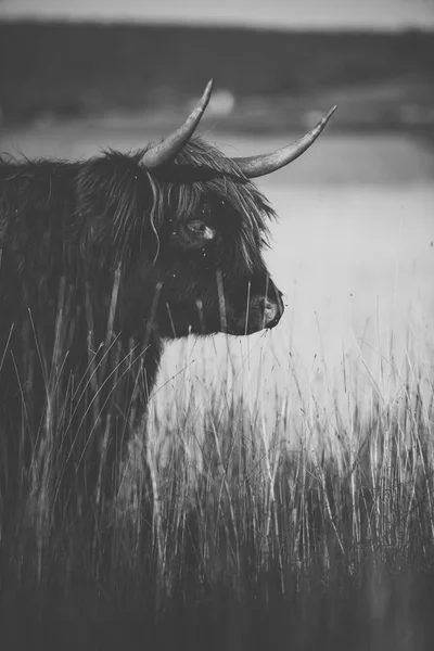 Горная корова на ферме — стоковое фото