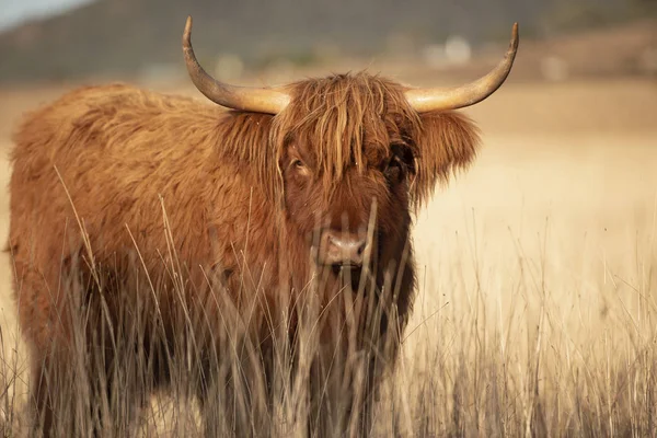 Нагірна корова на фермі — стокове фото