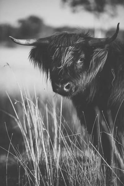 Vache des Highlands à la ferme — Photo