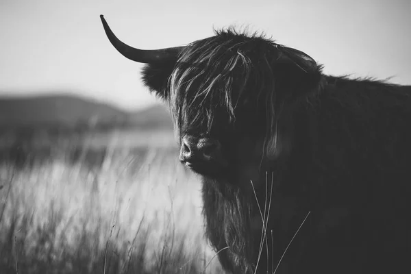 Highland cow on the farm — Stock Photo, Image