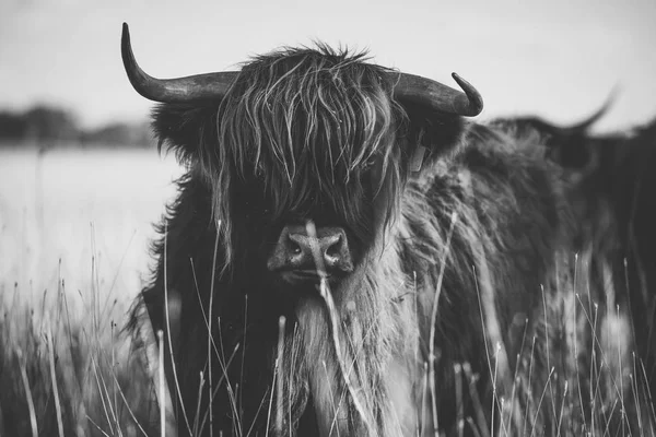 Highland ko på gården — Stockfoto