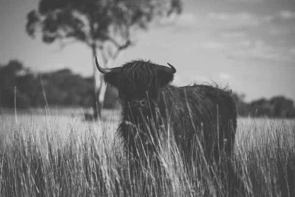 Vacca delle Highland in azienda — Foto Stock