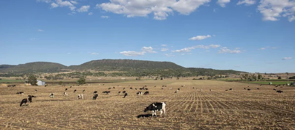 Коровы Австралии — стоковое фото