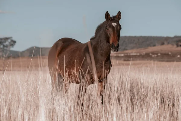 Caballo Australiano Paddock Durante Día — Foto de Stock