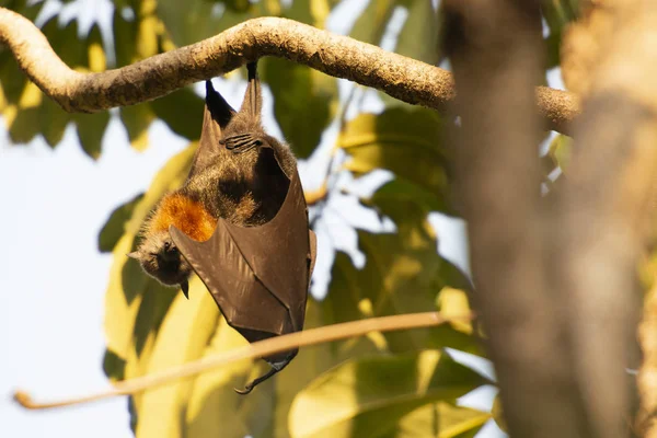 Murciélago zorro volador — Foto de Stock