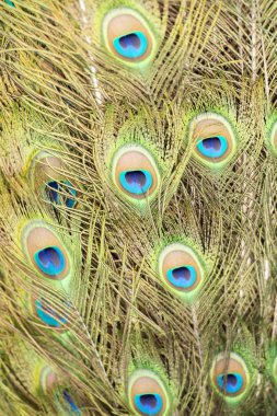 güzel bir tavus kuşu tüyü