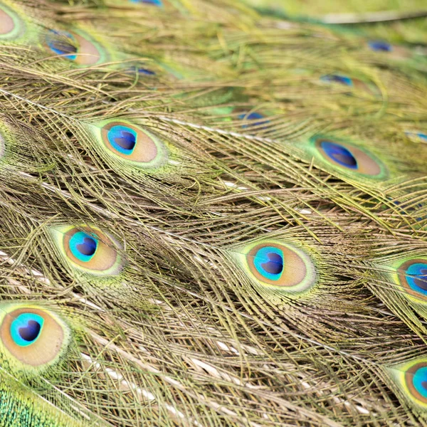 Красивые перья павлина — стоковое фото