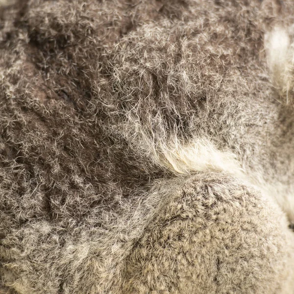 Sluiten van koala bont — Stockfoto