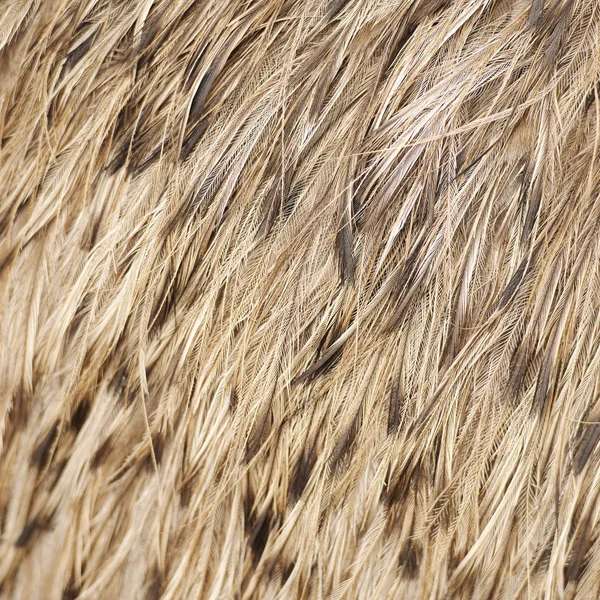 Australian Emu feathers — Stock Photo, Image