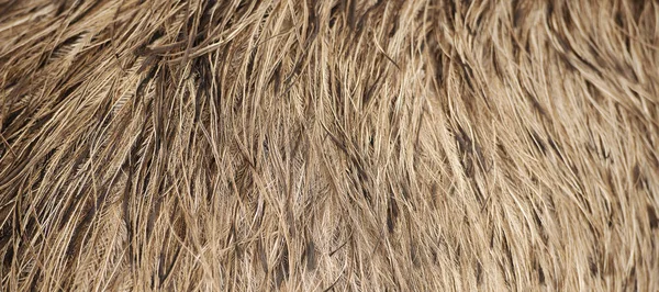 Australian Emu feathers